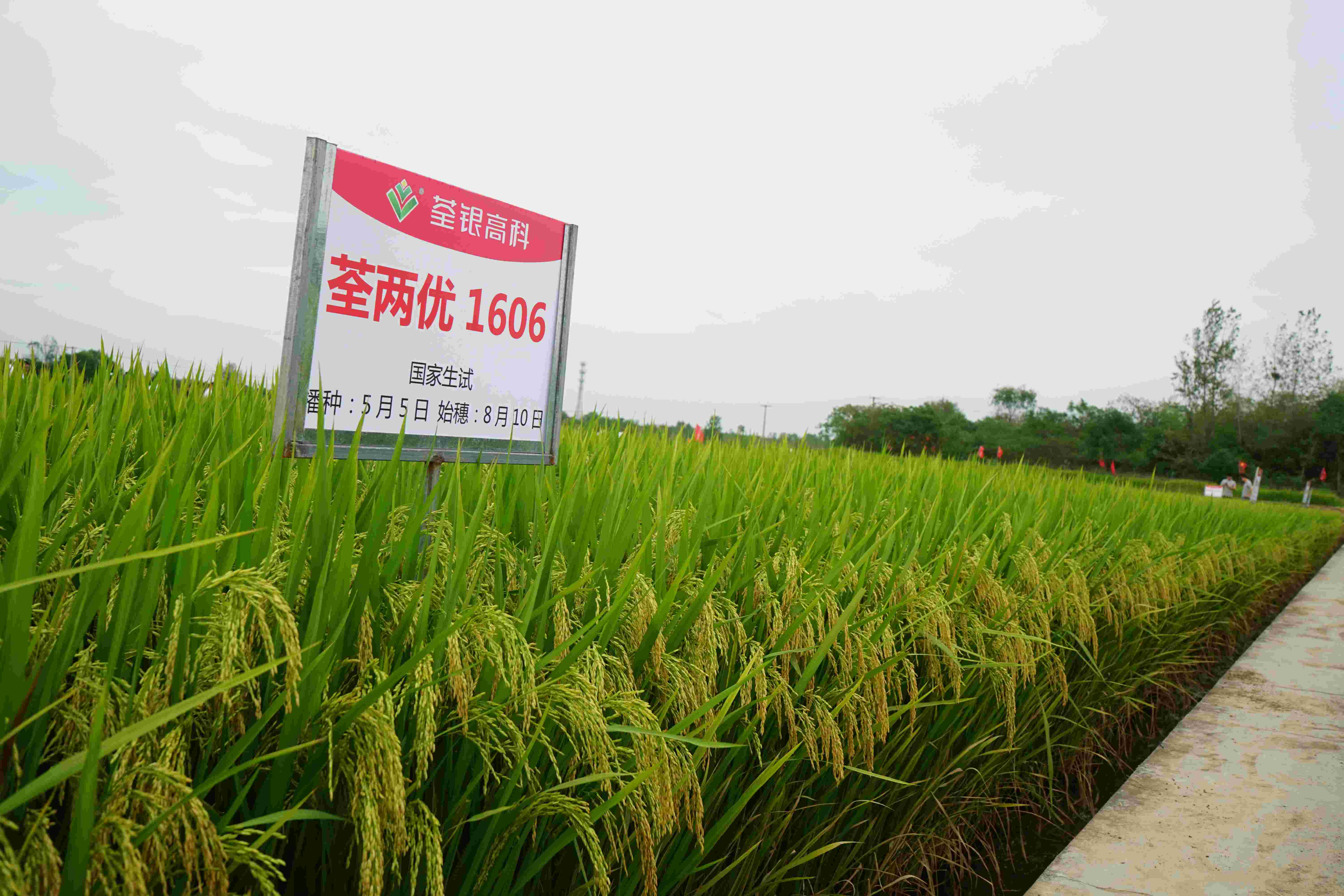 8、荃兩優1606(1).jpg